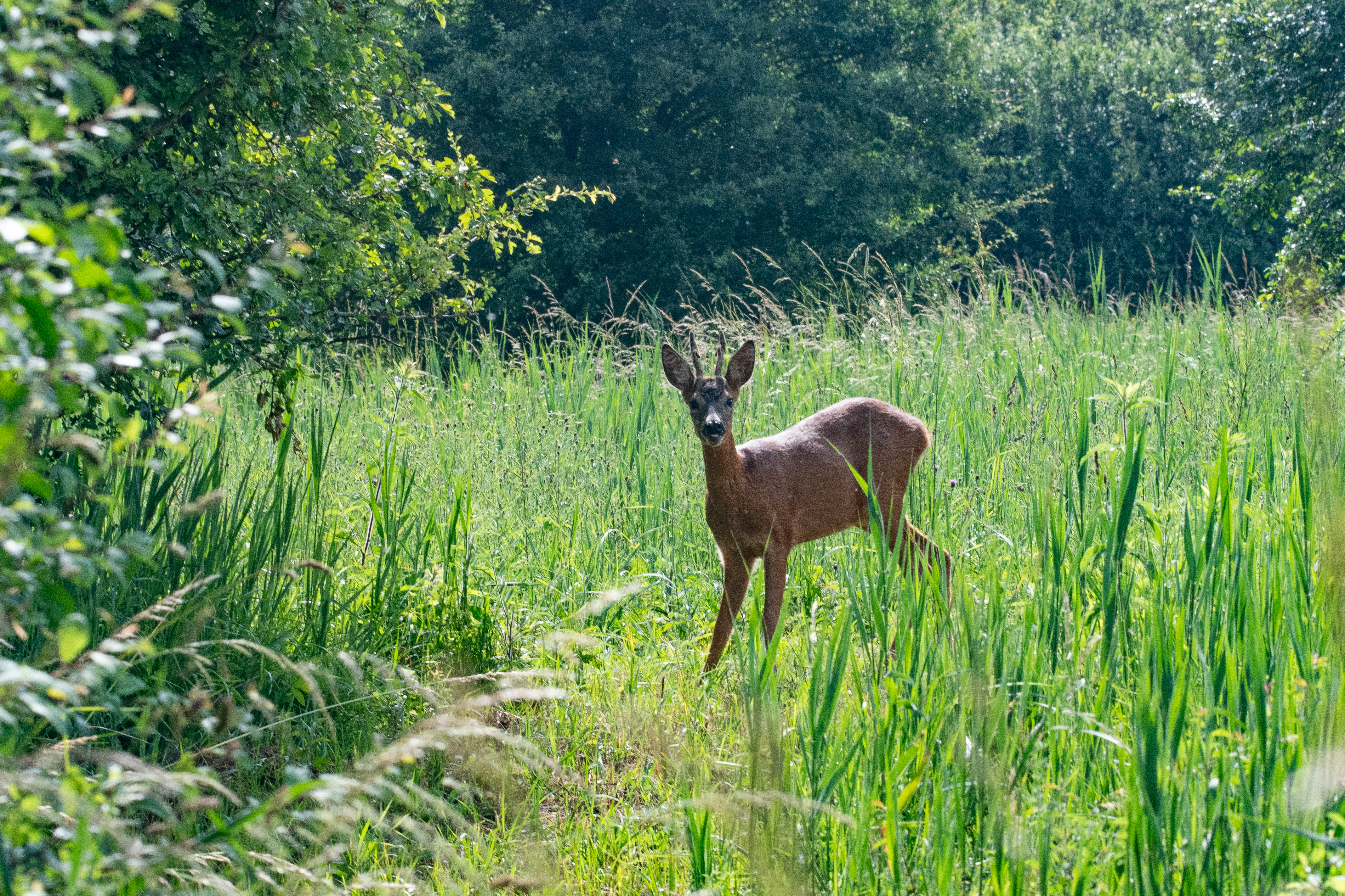 Chevreuil d'Europe (Roe deer, Capreolus capreolus), brocard d'un an, Dépôt 51 de la Réserve Naturelle de Mont-Bernanchon, Hauts de France.